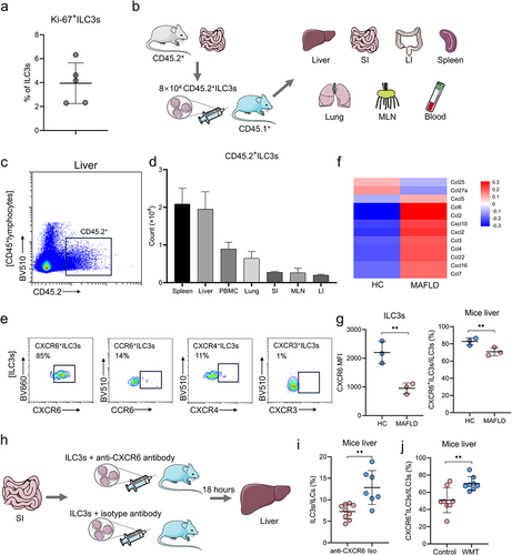 Figure 7. WMT might promote ILC3s homing to the liver through the upregulation of CXCR6 expression on ILC3s. (a) Proportion of Ki-67+ ILC3s in the liver of MAFLD mice after WMT. (b) Study design for intestine-derived ILC3s tracing experiments. (c) Representative flow plot depicting intestine-derived CD45.2+ ILC3s in the livers of CD45.1+ MAFLD mice (n = 3/group). (d) The number of CD45.2+ ILC3s migrating to the spleen, liver, PBMC, small intestine (SI), mesenteric lymph node (MLN), and large intestine (LI) of CD45.1+ MAFLD mice. (e) Representative flow plots depicting the expression of different liver-homing chemokine receptors in hepatic ILC3s of healthy mice. (f) Heatmap of RNA sequencing data showing differentially expressed chemokine genes in healthy and MAFLD mice. (g) Comparison of the mean fluorescence intensity (MFI) of CXCR6 on ILC3s and the proportion of CXCR6+ ILC3s in the liver between healthy and MAFLD mice (n = 3/group). (h) Study design of CXCR6 blocking experiments. (i) The proportion of ILC3s in the livers of MAFLD mice after receiving ILC3s treated with CXCR6 antibody (n = 9) or isotype control (n = 7). (j) The proportion of CXCR6+ ILC3s in the livers of mice treated with MAFLD (control, n = 8) or healthy microbiota (WMT, n = 8). MAFLD, metabolic-associated fatty liver disease. *p < 0.05; **p < 0.01.