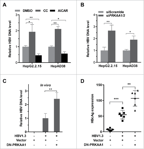 Figure 2. PRKAA activation restricts HBV production. (A, B) HepG2.2.15 and HepAD38 cells were incubated with DMSO, compound C (CC, 10 µM), or AICAR (1 mM) for 24 h (A), or transfected with either siScramble or siPRKAA1/2 for 48 h (B), respectively. HBV progeny DNA in the supernatant was quantified by real-time PCR. The values obtained from the control group were set at 1.0. *, p < 0.05; **, p < 0.01. (C, D) BALB/c mice were hydrodynamically injected with vector, HBV1.3 and vector, HBV1.3 and/or DN-PRKAA1. HBV serum titer was determined by quantitative real-time PCR at d 3 post injection (C). The expressions of HBcAg in liver tissues were determined by immunochemical analysis (D). Data are presented as mean ± SD (n = 6); **, p < 0.01; ***, p < 0.001.