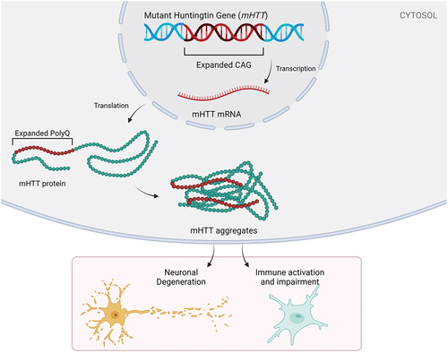 Figure 1. HD pathology and its potential contribution to neuronal degeneration and an impaired immune system. Huntington’s disease is characterized by an expanded CAG repeat (often >39 CAG repeats) on the huntingtin gene. Pathological CAG repeats result in an expanded polyQ tract, subsequent misfolding of the mHTT protein and mHTT aggregation. Neuronal degeneration and impaired immune system are the downstream effects of this CAG repeat gene mutation.