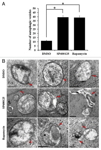 Figure 8. Inhibition of either MAPK/JNK or MTOR signaling induced formation of autophagic vesicles in lens fiber cells. (A) Quantification of the number of autophagic vesicles in lenses grown in organ culture for 24 h in the presence of the vehicle (DMSO), the MAPK/JNK inhibitor (SP600125, 25 μM) or the MTOR inhibitor (rapamycin, 100 nM) showed a significant increase in the number of autophagic vesicles (including autophagosomes and autolysosomes) when MAPK/JNK or MTOR signaling was inhibited. These results provide ultrastructural evidence that autophagy is induced to remove lens organelles when MAPK/JNK and MTOR signals were suppressed. (B) Representative electron micrographs of autophagic vesicles (red arrows) observed in lenses that were exposed to the vehicle (DMSO), the MAPK/JNK inhibitor (SP600125) or the MTOR inhibitor (rapamycin). Autophagic vesicles shown include both autophagosomes and autolysosomes. Double-membraned vesicles are characteristic of autophagosomes, and are shown containing cellular organelles, cellular debris and/or translucent material. Single-membranes with translucent interiors containing cellular debris and degrading organelles are typical of autolysosomes. The images were acquired from an area in the fiber cells at the border of organelle-free zone formation; scale bar, 500 nm. Results are representative of 4 independent studies. Error bars represent SE *P ≤ 0.05, t test.