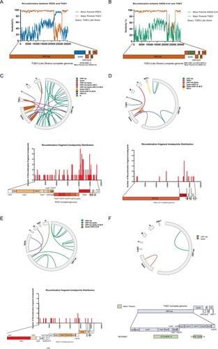 Figure 2. Comparison of interspecific and intraspecific recombinations of different swine enteric coronaviruses. Simplot analysis of possible interspecific recombination events in swine enteric coronaviruses. Differently colored lines represent different coronavirus species. (A) Major parent was TGEV, indicated in orange. Minor parent was PEDV, indicated in blue. (B) Major parent was TGEV, indicated in orange. Minor parent was SADS-CoV, indicated in green. (C) Intralineage recombinations of PEDV. (D) Intralineage recombinations of SADS-CoV. (E) Intralineage recombinations of PDCoV. (F) Intralineage recombinations of TGEV. Different breakpoints located in different genes are shown in different colors. Linkages represent recombination events, connecting the beginning and end positions of each event; histograms represent recombination breakpoints that occurred more than once; the genome model exhibits recombination hotspots, which are placed below the histograms. Color shades represent reorganization frequencies.