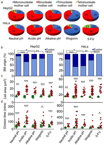 Figure 5. Mother cell characteristics. (a) Percentages of mother cells containing different numbers of nuclei. (b) Fusion origin versus mitosis-born origin of binucleate mother (BM) cells found under the different treatment conditions as indicated on x-axis below Part D. (c) Area of mother cells giving rise to bi-daughters (i.e. normal division, green circle) or multi-daughters (i.e. yielding three or more daughters in Stage 1, red circle) under different treatment conditions. (d) Division times of mother cells giving rise to bi-daughters (green circle) or multi-daughters (red circle). Statistical analysis was performed using binomial distribution in Part B, and t test with GraphPad prism software in Parts C and D (* p < 0.05, ** p < 0.001 and *** p < 0.0001). All data sets were generated by three independent experiments, and the mean is represented by horizontal bar