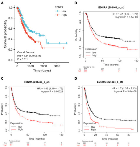 Figure 3 The independent risk and diagnostic value of EDNRA expression in STAD. (A) The survival analysis of overall survival (OS) of TCGA-STAD database; (B) Kaplan–Meier survival analysis of OS; (C) free progression (FP); (D) post progression survival (PPS).