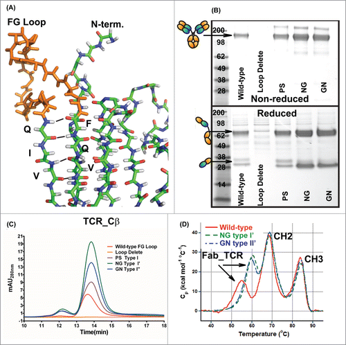 Figure 4. Replacement of the FG loop from the β-constant domain with common β-turn motifs. (A) Stick diagram of the structure of the β-constant domain (from pdb 3QEU) where the FG loop is colored orange. Non-reduced (top) and reduced (bottom) SDS-PAGE analyses (B) and analytical SEC (C) of WT IgG_TCR, FG loop-deleted IgG_TCR, and IgG_TCRs with the FG loop replaced with a PS (proline_serine, Type I), NG (Type I’), and GN (Type II’) β-turn. The analyses in (B) and (C) were performed on IgG_TCR proteins expressed at the 2 mL scale in HEK293 and pulled down using protein G magnetic beads. (D) DSC analyses of WT IgG_TCR and FG loop replaced IgG_TCR after scale-up and protein A purification.
