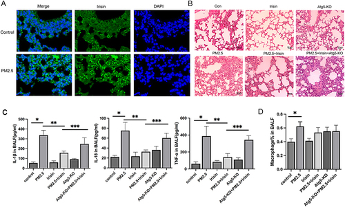 Figure 1 Irisin inhibited pulmonary inflammatory response of mice exposed to PM2.5. (A) Immunofluorescence (400× magnification) of FNDC5 (irisin) (n=5 per group) in lung tissues. (B) H&E staining (200×magnification) (n=5 per group). (C) IL-1β, IL-18, and TNF-α level in BALF (n=3 per group). (D) Percentage of macrophage in BALF. Significant differences were presented by p < 0.05. *p < 0.05, control group vs PM2.5 group. **p < 0.05, PM2.5 group vs PM2.5 +Irisin group. ***p < 0.05, PM2.5 +Irisin group vs PM2.5 +Irisin+Atg5-KO group.