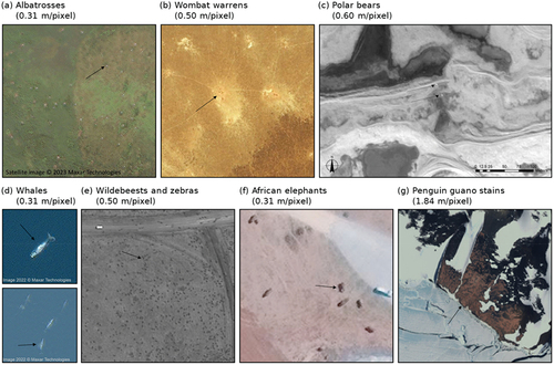 Figure 5. Examples of species studied using VHR satellite imagery: (a) Albatrosses (diomedea Exulans). Image from Bowler et al. (Citation2020), printed with permission from the authors, copyright (2023), maxar technologies. (b) Wombat (lasiorhinus latifrons) warrens. Figure reprinted from Swinbourne et al. (Citation2018), copyright (2018), with permission from Elsevier. (c) Polar bears (Ursus maritimus). Figure reprinted from LaRue et al. (Citation2015), copyright (2015), with permission from John Wiley and sons. (d) Right whale (Eubalaena australis) and gray whales (Eschrichtius robustus). Images from Cubaynes et al. (Citation2019), printed with permission from the authors, copyright (2022), maxar technologies. (e) Wildebeests (connochaetes taurinus) and zebras (equus quagga). Figure reprinted from Xue et al. (Citation2017), copyright (2017), maxar technologies. (f) African elephants (Loxodonta africana). Figure from Duporge et al. (Citation2021), copyright (2021), maxar technologies. (g) Penguin guano stains. Figure reprinted from Le et al. (Citation2022), copyright (2021), with permission from John Wiley and sons.