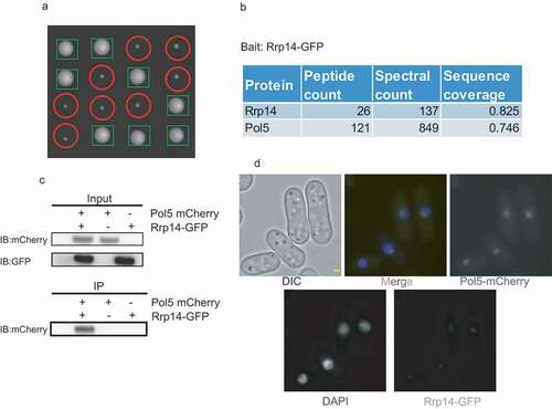 Figure 1. a. Deletion of rrp14 caused S.pombe cells to grow significantly slower. Tetrad dissection analysis indicated that rrp14-deletion spores formed much smaller sized colonies than those of WT. Following tetrad dissection, the spores were allowed to grow on YES plates for another 3 days. The rrp14-deletion colonies (indicated by red circles) were identified based on their capacity to grow on YES plates containing hygromycin, as their colony sizes were much smaller than those of WT(indicated by green tangles). b. Pol5 was found to be associated with Rrp14 through MS analysis. c. Pol5-mCherry can be co-purified with Rrp14-GFP. Whole cell extracts of the indicated strain were incubated with GBP beads to purify Rrp14 and its associated protein. The resulting beads were then washed three times with lysis buffer. The elution from the beads after boiling was run on a gel. The mCherry signal could only be detected in the whole cell extracts of the strain containing both Rrp14-GFP and Pol5-mCherry. d. Rrp14-GFP co-localizes with Pol5-mCherry in the nucleolus, as detected under amicroscope.