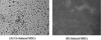 Figure 1 The morphological difference of un-induced MSCs (A) and induced MSCs (B) under phase–contrast microscopy (100×).