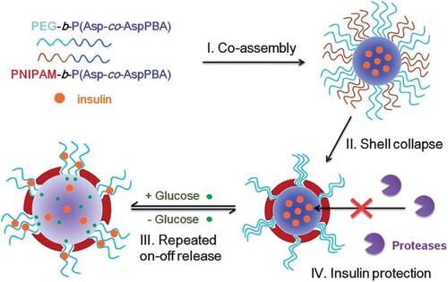 Figure 7 Schematic illustration of the glucose-responsive complex polymeric micelle (CPM) with effective glucose responsiveness and reversible swelling for repeated “on-off” release and insulin protection under physiological conditions.