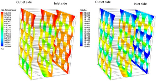 Figure 9. Rice grain temperature (a) and rice grain moisture content (% wb) (b) distributions at different sections of the dryer (1 cm from inlet, center, and 1 cm from outlet) after 1 h of drying using the modified dryer.