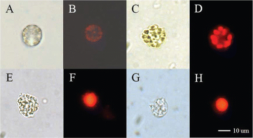 Figure 1  Light and fluorescence micrographs of Heterosigma akashiwo strain HYM06HA. A, Live cell. B, Chlorophyll in the live cell. C, Cell fixed with paraformaldehyde (PFA). D, Chlorophyll in the fixed cell. E, Cell following chlorophyll extraction with methanol after PFA fixation. F, Nucleus stained with propidium iodide (PI) after methanol treatment. G, Cell following chlorophyll extraction with ethanol after PFA fixation. H, Nucleus stained with PI after ethanol treatment.
