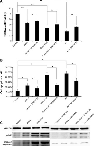 Figure 7 The effect of JNK on the mitochondrial apoptosis induced by three rod-like gold-mesoporous silica nanoparticles.Notes: MCF-7 cells were separately treated with 12.5 µg/mL of three rod-like gold-mesoporous silica nanoparticles for 24 hours in the presence or absence of 30 µM SP600125. (A) Cytotoxicity was analyzed using an MTT assay. (B) Then, the apoptotic ratio was assessed based on Annexin V-FITC/PI binding and measured using flow cytometry. (C) The expression of p-JNK and cleaved caspase-3 was analyzed using western blotting. The data represent three separate experiments. Mean values ± SD. *P<0.05 versus a control group, **P<0.01 versus a control group.Abbreviations: Au, gold; FITC, fluorescein isothiocyanate; GAPDH, glyceraldehyde-3-phosphate dehydrogenase; PI, propidium iodide; MTT, 3-(4,5-dimethylthiazol-2-yl)-2,5-diphenyltetrazolium bromide; SP600125, 1,9-pyrazoloanthrone; JNK, c-Jun-N-terminal kinase; SD, standard deviation.