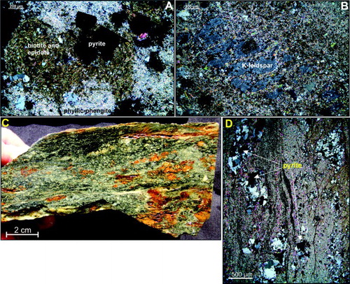 Figure 11. A, Patchy strong phyllic alteration partly replacing biotite and epidote formed during earlier potassic assemblage (OU84922, xpolars, scale bar 200 μm). B, Intense phyllic alteration enclosing remains of an igneous K-feldspar grain (OU84922, xpolars, scale bar 200 μm). C, Part of a phengite-altered shear that contains entrained fragments of ilmenite granite and disseminated hydrothermal pyrite (OU84930). D, Microscopic porphyroclasts of dismembered quartz +/− pyrite veins within the shear shown in C. Minor disseminated molybdenite (not shown) is intergrown with phengite.