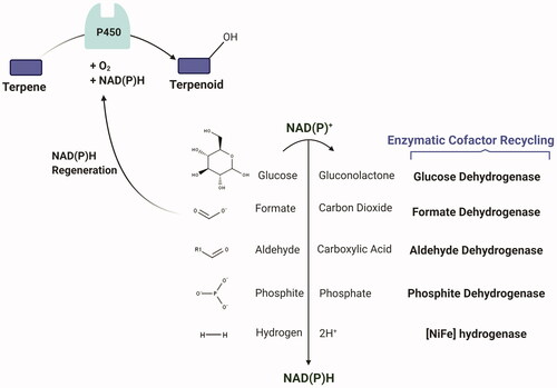 Figure 9. Selection of enzymatic routes to NAD(P)H regeneration for P450-mediated terpenoid synthesis. Figure created with BioRender.com.