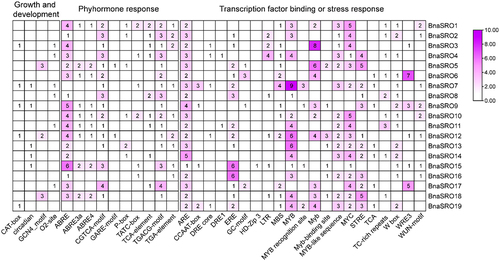 Figure 4. Statistics on the number of cis-acting elements in the promoter region of the BnaSRO genes. The elements were categorized into three groups based on their functions: plant growth and development, phytohormone response, and transcription factor binding or stress response. Heatmaps were drawn based on the number of different elements using TBtools software.