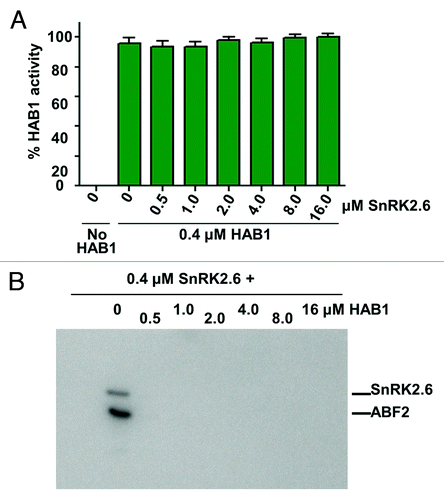Figure 3. SnRK2.6 does not inhibit HAB1 activity in the SnRK2.6–HAB1 complex. (A) 0.4 µM HAB1 were preincubated with increasing amounts of SnRK2.6 and then subjected to a phosphatase reaction with 100 µM of a SnRK2.6 activation loop phosphopeptide substrate. Error bars indicate SD (n = 6). (B) Control kinase reaction demonstrating that both SnRK2.6 and HAB1 preparations were active and formed functional complexes. 0.4 µM SnRK2.6 were preincubated with increasing amounts of HAB1 for 30 min and then subjected to a [32P]-γ-ATP kinase reaction.