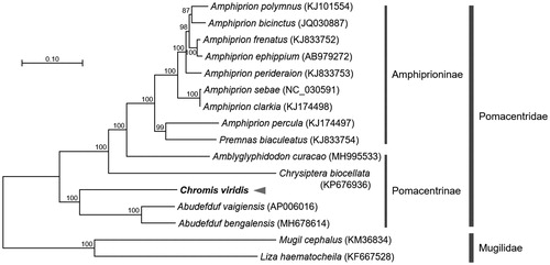 Figure 1. Maximum-likelihood (ML) phylogeny of 15 species of the family Pomacentridae based on the concatenated nucleotide sequences of entire protein-coding genes (PCGs). Two species from the family Mugilidae were used as outgroup. Numbers on the branches indicate ML bootstrap percentages (1000 replicates).