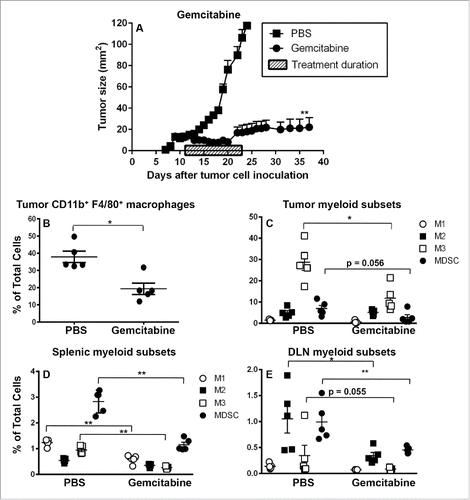 Figure 6. Gemcitabine does not affect suppressive M2 cells in spleens and tumors. C57BL/6J mice were inoculated with 5 × 105 AE17 tumor cells s.c. and tumors left to grow to 15–20 mm2 before gemcitabine treatment commenced. Treatment consisted of three i.p. injections (120 µg/g of body weight) every 3 d (Fig. 6A). Pooled data is shown as mean ± SEM, n = 11 mice/group. In a separate experiment, AE17-bearing mice were given three injections of PBS (100 µL/dose) or gemcitabine every 3 d. Tumors (Figs. 6B and C), spleens (Fig. 6D) and DLNs (Fig. 6E) were collected 4 d after the last dose, stained for CD11b+F4/80+ macrophages, M1, M2 or M3 subsets and MDSCs and analyzed by flow cytometry. Data is shown with each point representing an individual mouse (n = 5 mice/group), the line shows the mean ± SEM. *p < 0.05, **p < 0.01.