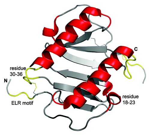 Figure 1. Three-dimensional structure of human IL-8 in solution as determined by NMR spectroscopy. The figure was constructed using the coordinates deposited in the Protein Data Bank (accession code pdb1IL8) by the pymol software (version 0.99). Due to the high concentrations used in structural studies IL-8 is present as a dimer, where the two α-helices are arranged in antiparallel fashion on top of a six stranded β-sheet. The receptor binding site, including the N-terminal receptor binding motif ELR (Glu-Leu-Arg) and the loop region from residue 30–36, is shown in yellow. GAG-binding regions, shown in red, comprise the residues 18–23 in the proximal loop and the α-helical domain. Of note, receptor- and GAG-binding sites are spatially separated. Further details are given in the text.