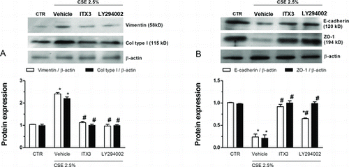 Figure 8.  Effects of Rac1 or PI3K inhibition on cigarette smoke extract (CSE)-induced epithelial to mesenchymal transition. WD-HBEC were pre-incubated with either the TrioRhoGEF inhibitor ITX3 (10 μM), or the pan-PI3K inhibitor LY294002 for 30 minutes followed by exposure to CSE (2.5%) over 72 hours. Cells were lysed and protein was detected using antibodies against vimentin, collagen type I, E-cadherin, ZO-1 as detailed in Methods. Results from densitometric evaluations of Western blots are shown as the means from n = 3 independent experiments per condition ± SEM. One-way ANOVA followed by post hoc Bonferroni tests. *p < 0.05 related to vehicle controls; #p < 0.05 related to CSE. CTR: control.
