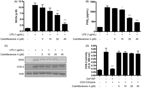 Figure 2. Effects of cudraflavanone A on LPS-induced NO, PGE2 production, iNOS, COX-2 protein expression and COX-2 enzyme activity in BV2 cells. (A–C) Cells were pretreated with/without the indicated concentrations of cudraflavanone A for 3 h and then stimulated with LPS (1 µg/mL) for 24 h. Nitrite levels (A) were determined using the Griess reaction and PGE2 (B) was quantified by ELISA. *p < 0.05, **p < 0.01, and ***p < 0.001 in comparison with LPS-treated group. (C) iNOS and COX-2 protein expression was determined by Western blot analysis. Representative blots from three independent experiments are shown. (D) COX-2 enzyme was treated with the indicated concentrations of cudraflavanone A for 5 min. DuP-697 was used as positive COX-2 inhibitor controls. ***p < 0.001 in comparison with COX-2 enzyme treated group. Values shown are means ± SD of three independent experiments.