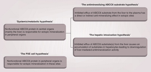 Figure 3. Hypothetical mechanisms of mineralization defects in pseudoxanthoma elasticum.The systemic/metabolic hypothesis of PXE pathogenesis can be divided into two subcategories. ‘The antimineralizing ABCC6 substrate hypothesis’ states that the ABCC6 substrate has antimineralizing properties, and that PXE-related ectopic mineralization is caused by a diminished secretion of this substance from the liver. According to ‘the hepatic intoxication hypothesis’, PXE ectopic mineralization is due to hepatic accumulation of ABCC6 substrate(s) that leads to gene-regulatory changes of hepatic proteins involved in calcification. ‘The PXE cell hypothesis’ states that nonfunctional ABCC6 protein in PXE-affected tissues is the cause of ectopic mineralization in these sites.PXE: Pseudoxanthoma elasticum.