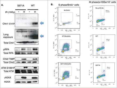 Figure 4. (A) Activation of phospho-Chk1 and phospho-RPA, not phosphorylation of ATM, Chk2 and H2AX, is impaired in Brca1S971A/S971A MEFs 10 min after γIR (10 Gy). (B) The cell cycle distribution of Brca1+/+ and Brca1S971A/S971A MEFs using FACS analysis. Left panel: MEFs are cultured in the presence of BrdU for 2 hours and BrdU positive/S phase cells are identified by a BrdU antibody. Right panel: M-phase population in normal growing MEFs is detected by a phospho-histone H3Ser10 antibody. One representative experiment from 3 independent experiments.