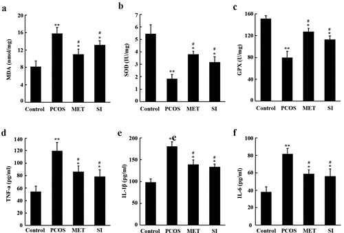 Figure 5. Effects of soy isoflavones on oxidative stress and inflammatory cytokines in ovarian tissues of PCOS rats. A-C, Biochemical detection of MDA, SOD and GPX levels in rat ovarian tissue; D-F, ELISA determination of the levels of TNF-α, IL-1β and IL-6 in ovarian tissue of rats. *P < 0.05 the and * * P < 0.01 vs Control group; #P < 0.05 vs. PCOS group. PCOS, Polycystic ovary syndrome; MET, Metformin; SI, soy isoflavones