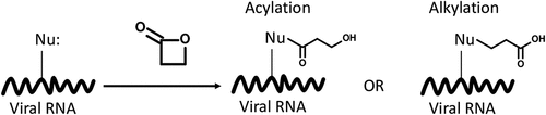 Figure 2. Reaction mechanism of β-propiolactone with influenza viral RNA.