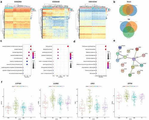 Figure 1. Bioinformatics analysis results. (a) The differential genes heatmap of GSE62646, GSE66360 and GSE123342; (b) Venn diagram of DEGs; (c) GO enrichment analysis of 14 common DEGs; (d) KEGG enrichment analysis of 14 common DEGs; (e) PPI analysis of common differential genes; (f) The expression of four key genes at different stages in GSE123342