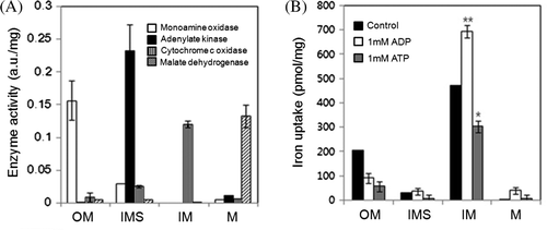 Figure 3.  Iron uptake of vesicles containing submitochondrial fractions was examined by separating the mitochondria into outer membrane (OM), intermembrane space (IMS), inner membrane (IM), matrix (M) fractions. (A) The mitochondrial fractions were assessed with the marker enzymes exclusively present in OM, IMS, IM, and M, by monoamine oxidase (white bars), adenylate kinase (black bars), cytochrome c oxidase (gray bars), and malate dehydrogenase (hatch marked bars), respectively. Enzyme activity is expressed as arbitrary unit (a.u.). (B) Vesicles were constructed from the subfractionated mitochondrial fractions with phospholipid. The ability of vesicles containing each subfractionated mitochondrial fractions for iron uptake in the presence of 20 µM FeSO4 alone (control, black bars), with 1 mM ADP (white bars), or 1 mM ATP (gray bars) was measured.