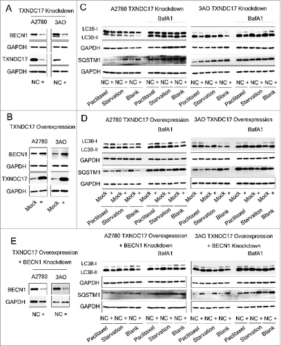 Figure 6. TXNDC17 regulates BECN1 expression and autophagy. (A) A2780 and 3AO cells were transfected with TXNDC17-specific siRNA (line +) or scrambled siRNA (line NC), (B) A2780 and 3AO cells were transfected with a pcDNA3.1(+)-TXNDC17 (line +) or pcDNA3.1(+) (line Mock) plasmid, then TXNDC17 and BECN1 were assessed by western blotting. (C) For TXNDC17 knockdown or (D) TXNDC17 overexpression A2780 and 3AO cells were cultured in complete medium, or starved with HBSS (4 h for A2780, 2 h for 3AO), or treated with 10 nM paclitaxel with and without 10 nM BafA1. Total cell lysates were collected 48 h after transfection. Protein levels of LC3B and SQSTM1 were determined by western blotting. GAPDH was measured as the loading control. Data are representative of 3 independent experiments. (E) A2780 and 3AO cells were transfected with pcDNA3.1(+)-TXNDC17 and selected with G418 (400 μg/mL) for 10 d, then were transfected with BECN1-specific siRNA (line +) or scrambled siRNA (line NC). Protein levels of LC3B, SQSTM1, and BECN1 were detected by western blotting after the cells were treated with starvation and paclitaxel as previously described. GAPDH was measured as the loading control. Data are representative of 3 independent experiments.