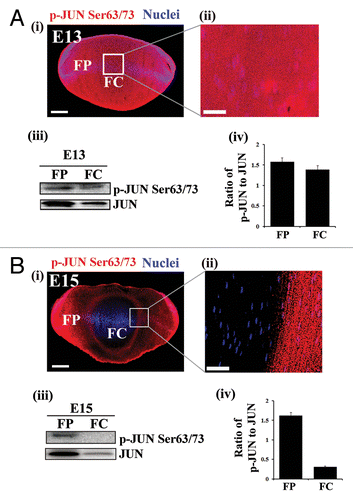 Figure 3. Temporal inactivation of MAPK/JNK in chick embryonic lenses. (A and B) Immunostaining (i and ii) and immunoblotting analysis (iii and iv) of lens cryosections for phospho-(p)-JUN Ser63/73, the direct downstream target of MAPK/JNK, at (A) E13 and (B) E15 are shown. Boxed region in (i) is represented at high magnification in (ii). (i and ii) Images were acquired by confocal microscopy. Analysis of p-JUN expression in E13 (A) and E15 (B) lenses by immunoblotting is shown in (iii), to its right, densitometric analysis of p-JUN expression ratio adjusted to the loading control GAPDH is shown (iv). Error bars represent SE. Results indicate presence of active MAPK/JNK signaling in the central lens fiber cells at E13 and inhibition of the MAPK/JNK signal in this region of the lens at E15, coincident with loss of nuclei and organelles to form the OFZ, suggesting that inactivation of MAPK/JNK may be involved in this process. Images in (i) are projection images of acquired z-stacks, (ii) is a 1-μm thick optical slice. Scale bar, 200 μm (i) and 20 μm (ii). Results are representative of 3 independent studies.