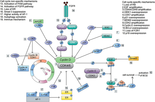 Figure 1 The key mechanisms for the resistance to CDK4/6 inhibitors.