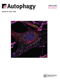 Cover image for Autophagy, Volume 16, Issue 5, 2020