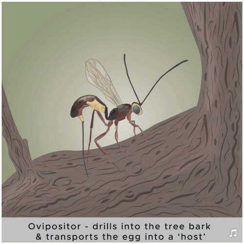 Figure 12. Still from the parasitic wasp and biomimicry – long animation.