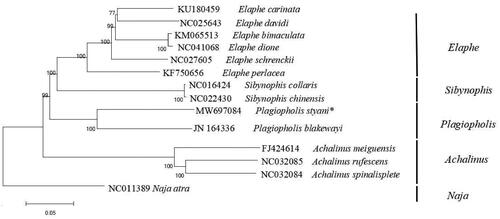 Figure 1. Phylogenetic tree inferred from maximum-likelihood analysis of the nucleotide of protein-coding genes and two ribosomal RNA genes. Naja atra was used as outgroup. The nodal numbers indicate the bootstrap values obtained with 1000 replicates. The GenBank accession number, species name, and generic name are shown on the right side of the phylogenetic tree. The newly sequenced mitogenome is indicated by the asterisk.