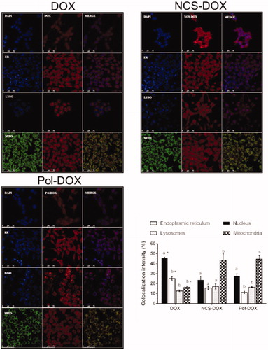 Figure 5. Images of confocal laser scanning of the 4T1 cells treated with DOX (doxorubicin alone), NCS-DOX or Pol-DOX, 9 µg DOX/mL for 6 h. Results of colocalization intensities are presented on the graph in the right bottom side. Nuclei were labelled with DAPI (blue), endoplasmic reticulum with ER-Tracker® (blue, ER), lysosomes with LysoTracker® (blue, LYSO) and mitochondria with MitoTracker® (green, MITO). DOX appears in red. Images were processed with Adobe Photoshop CC 2015 software (Adobe Systems Incorporated, San Jose, CA). Different letters above the columns in a single treatment indicate a statistically significant difference (p < .05). *p < .05 vs. same organelles in NCS-DOX and Pol-DOX (color figure online).