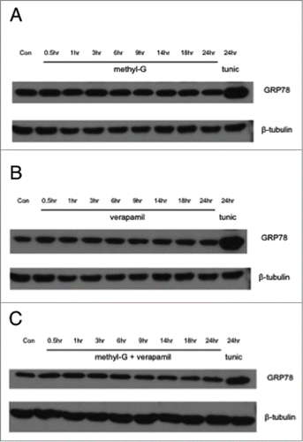 Figure 6. Western blot analysis of GRP78. A-C, SF-295 cells treated with a time course of 50 nM methyl-G (A), 100 μM verapamil (B), or 50 nM methyl-G + 100 μM verapamil (C). Tunicamycin (tunic, 1 μg/mL) used as a positive control. Images are representative of 3 independent experiments.