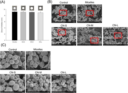 Figure 2 Determination of the antibacterial activity of micelles and squalene@CPC nanoemulsions against planktonic MRSA: (A) zone of inhibition measured from agar diffusion assay; (B) morphological changes of MRSA viewed under SEM; and (C) the enlarged images of B. The agar diffusion data are presented as the mean of three experiments±S.D.