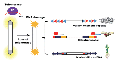 Figure 1. Telomerase-independent telomere maintenance mechanisms. After telomerase loss, alternative mechanisms maintain telomere length. In cancer cells, variant telomere repeats are interspersed within telomeres after recombination-dependent lengthening. Retrotransposon is adopted in many organisms. An example is Drosophila. In Allium cepa, telomeres are protected by other genomic sequences such as minisatellite and rDNA.