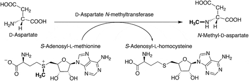 Figure 1. The reaction catalyzed by D-aspartate N-methyltransferase.