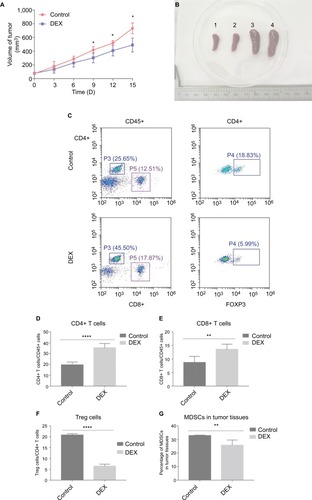 Figure 3 DEX inhibits tumor proliferation by affecting immune cells.Note: DEX inhibits the growth of 4T1 xenografts in vivo. After 9 days of DEX treatment, the volume of transplanted tumors in the control and the DEX groups was statistically significant (A). DEX can reduce the spleen of tumor-bearing mice. Spleens 1 and 2 were in the DEX treatment group, and spleens 3 and 4 in the control group (B). Effect of DEX on CD4+ T cell, CD8+ T cells, and Treg cells in draining lymph nodes of 4T1 xenografts (C) and its statistic graph (D–F). After DEX treatment, CD4+/CD45+ and CD8+/CD45+ are upregulated, and Treg cells are downregulated. The MDSCs are downregulated in the tumor tissues, the difference is statistically significant (G and H). There was an effect of DEX on inflammatory factors in the tumor tissues: positively regulated cytokines like Granzyme B, IFN-γ, and il-1B were downregulated, and negatively regulated cytokines like IL-10 were upregulated. The difference was statistically significant (I). All data were analyzed by using chi-squared test. P<0.05 was considered to be significant (*P<0.05, **P<0.01, ***P<0.001, ****P<0.0001).Abbreviations: DEX, dexamethasone; IFN, interferon; MDSC, myeloid-derived suppressor cells.