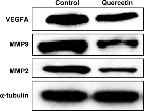 Figure 3 Quercetin inhibits VEGFA, MMP9, and MMP2 expression.