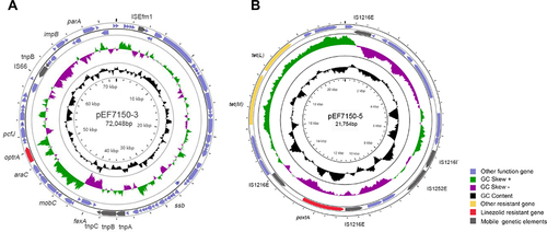 Figure 1 Structure of two resistant gene plasmids in E. faecium_7150. (A) Structure of the optrA-carrying plasmid pEF7150-3. (B) Structure of the poxtA-carrying plasmid pEF7150-5. The peripheral circle represents CDS, and arrows indicate the CDSs and their transcription directions. The second and third circle shows GC skew and GC content respectively. The purple square refers to other function gene. The yellow square refers to other resistant gene. The red square refers to linezolid resistant gene. The grey square refers to mobile genetic elements.