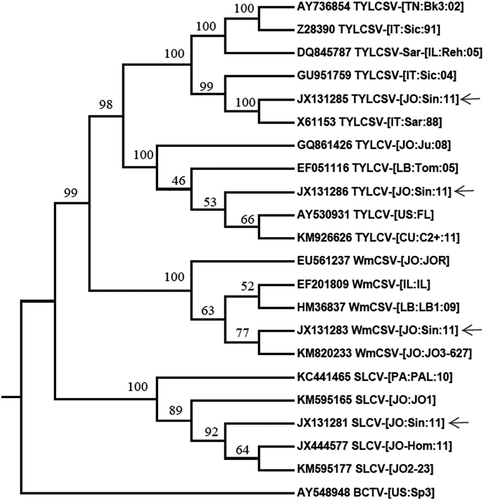 Fig. 3 Maximum likelihood phylogenetic tree based on the complete DNA-A sequence of TYLCSV-[JO:Sin:11], TYLCV-[JO:Sin:11], WmCSV-[JO:Sin:11] and SLCV-[JO:Sin:11] (arrows) and sequences of selected begomoviruses available in GenBank. Support for nodes in a bootstrap analysis with 1000 replications is shown. The tree was generated using the Maximum likelihood method in MEGA 6.06. An isolate of Beet curly top virus (BCTV-[US:Sp3]) AY548948 was included as outgroup.