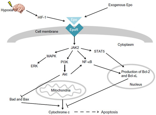 Figure 2 Molecular mechanism of erythropoietin (Epo).