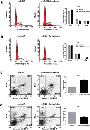 Figure 2. MiR-221-3p affected medulloblastoma cell cycle progression and apoptosis.DAOY and D341 cells were transfected with miR-221-3p mimics or inhibitor to overexpress or repress the expression of miR-221-3p, respectively. Flow cytometry with PI staining were performed to measure the effect of miR-221-3p on cell cycle of (a) DAOY and (b) D341 cells. Representative flow cytometric histograms of each group showing the distribution of cell cycle were presented in left panel. Flow cytometry with Annexin V/PI staining were performed to measure the effect of miR-221-3p on cell apoptosis of (c) DAOY and (d) D341 cells. Representative flow cytometric histograms of each group showing the early apoptosis and late apoptosis were presented in left panel. All data were expressed as the mean ± standard deviation of at least three experiments. ***p< 0.001, as compared with miR-NC; #p< 0.05, ###p< 0.001, as compared with anti-miR