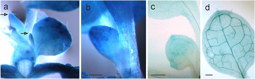 Figure 4. Expression patterns of AtHSP90–2-GUS in the first leaves. Histochemical detection of GUS activity (a) in leaf primordia (pointed by arrows), (b, c) expanding blade, (d) mature leaf.