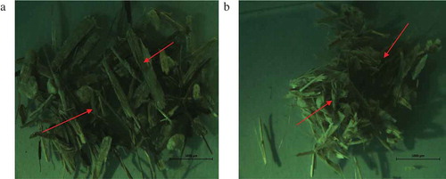 Figure 5. Stereomicroscopic images showing particle size variability. (a) Raw Siam weed (b) Treated Siam weed.